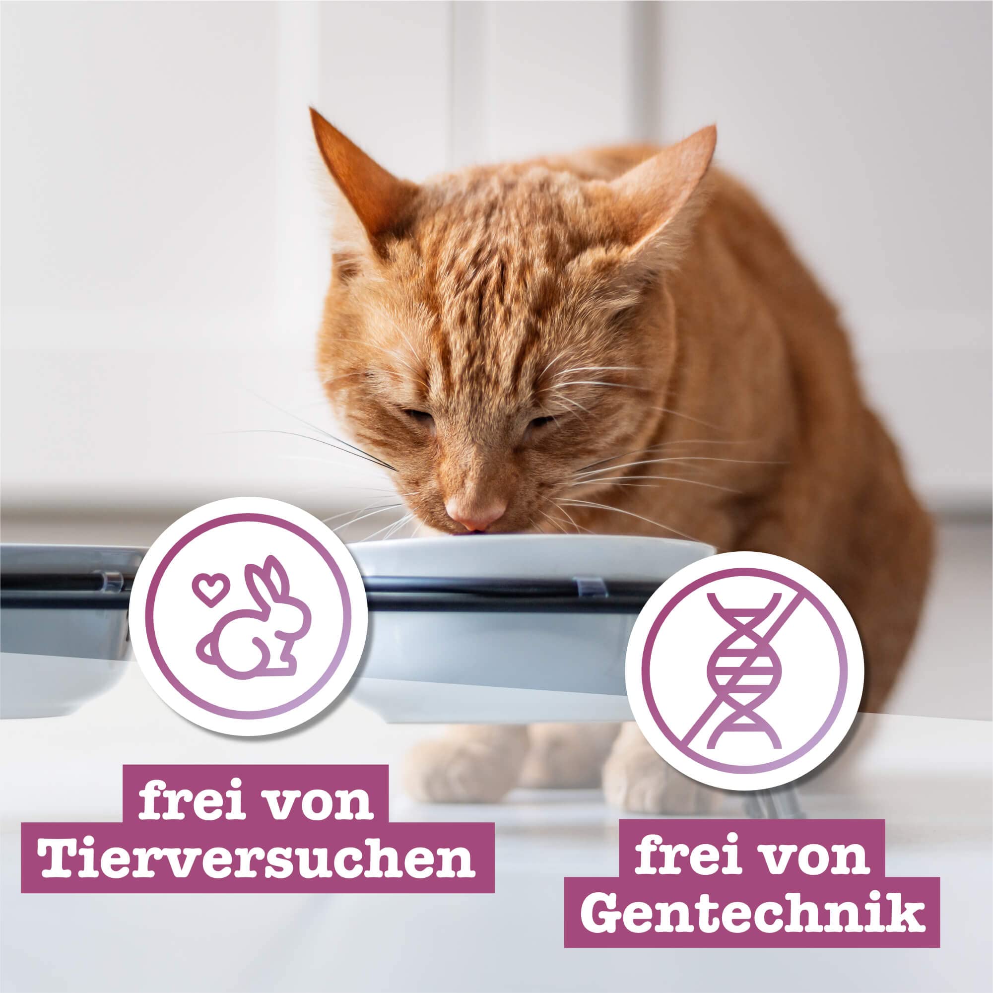 catz-finefood-classic-feinkost-katzen-nassfutter-multipack-1-mix-6-x-800-g-dosen image 4