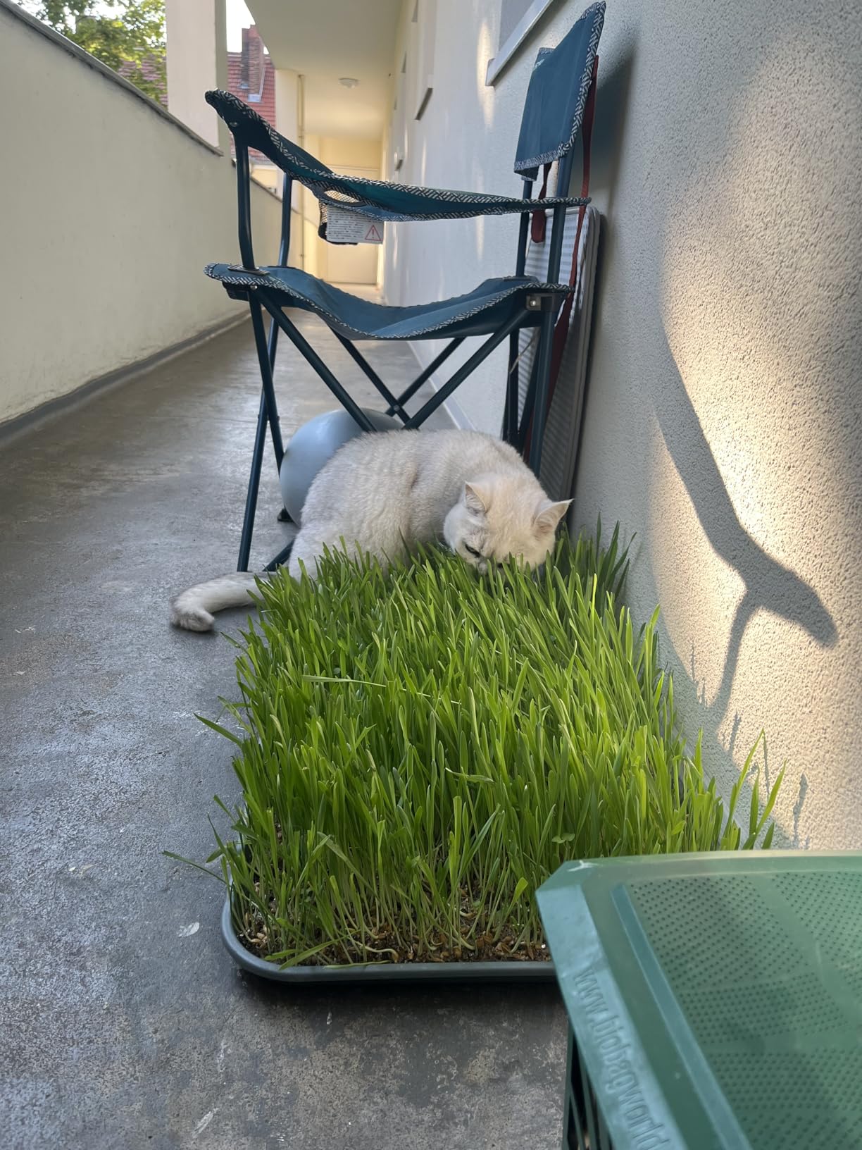 Endlich frisst sie Gras