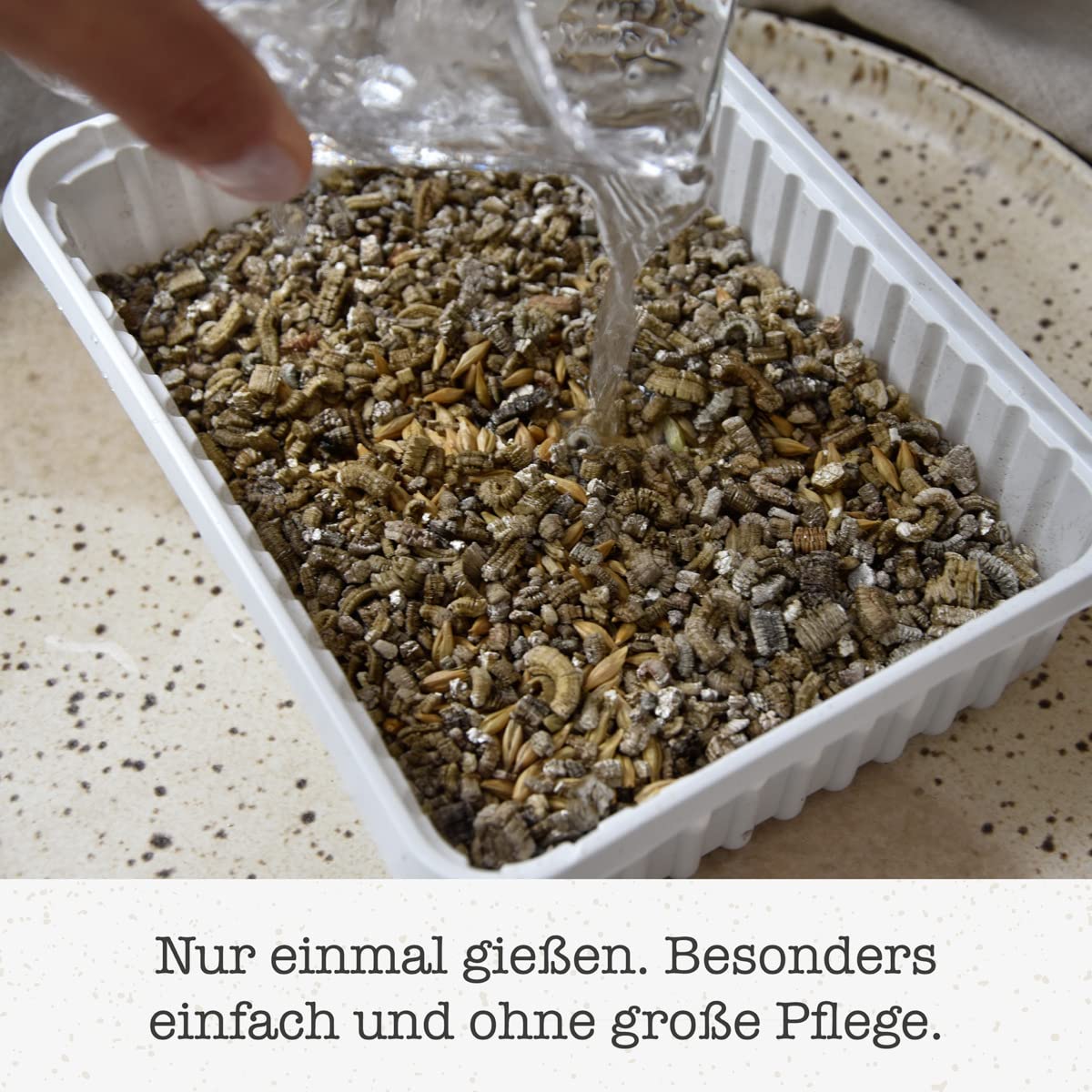 gimcat-hydro-gras-katzengras-1-schale-150-g image 4