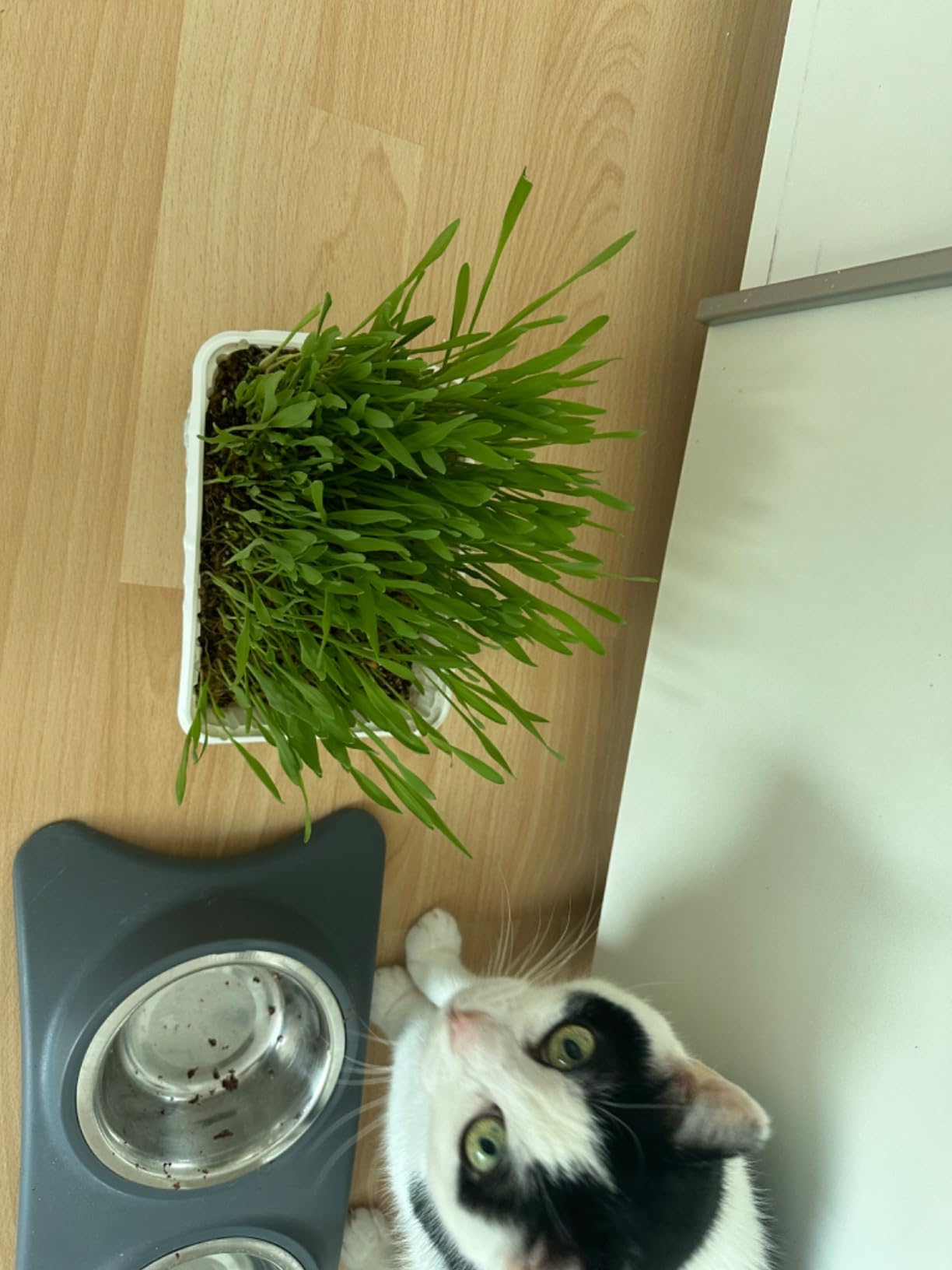 Top Gras