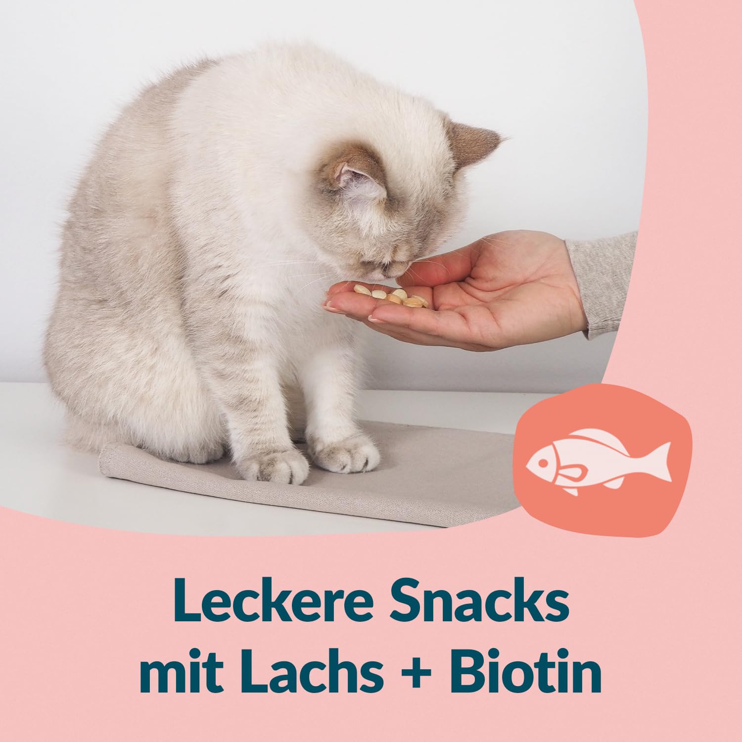 gimcat-nutri-biotin-bites-katzensnack-mit-lachs-40-g image 4