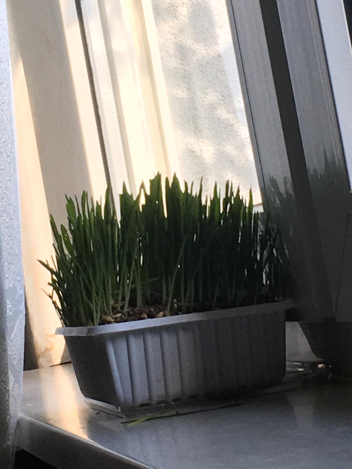 Frisches Grün für Wohnungskatzen