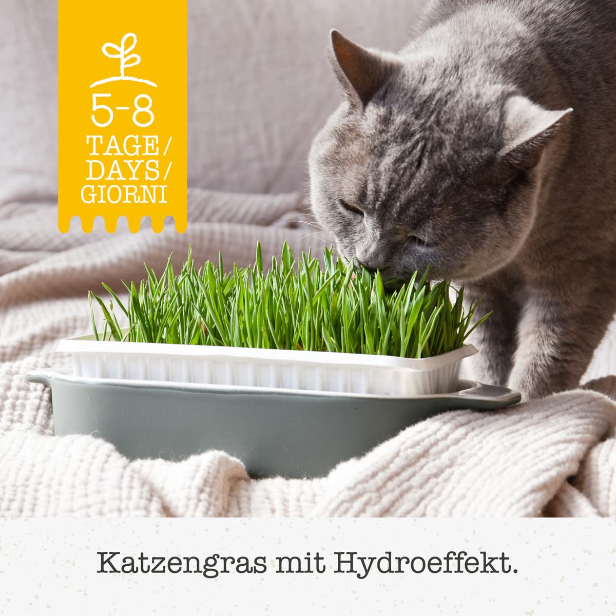 gimcat-hydro-gras-katzengras-1-schale-150-g image 2